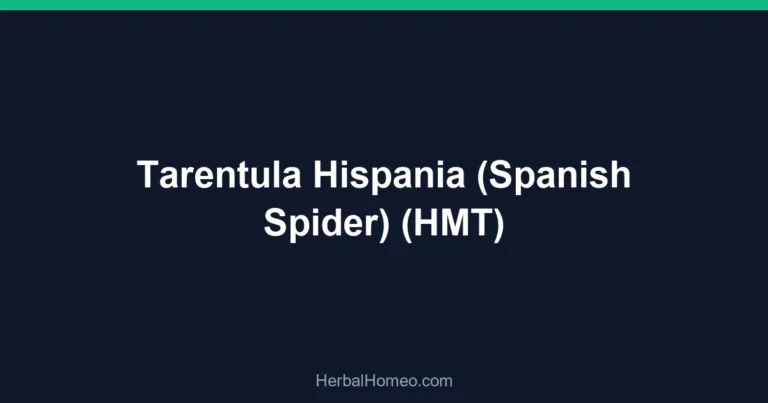 Tarentula Hispania (Spanish Spider) (HMT)