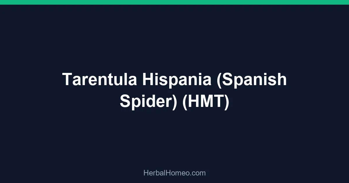 Tarentula Hispania (Spanish Spider) (HMT)