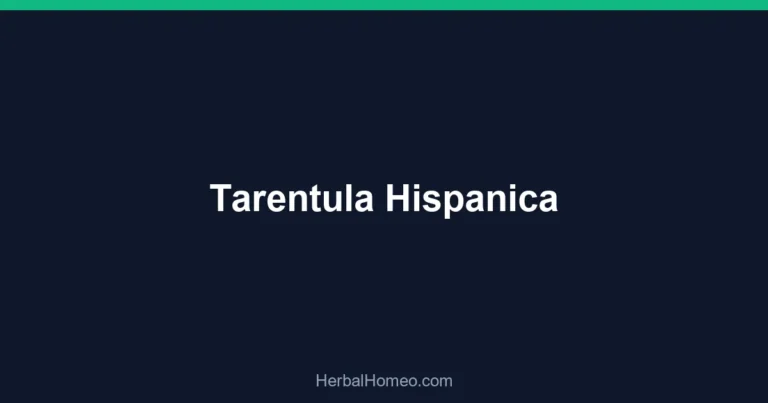 Tarentula Hispanica