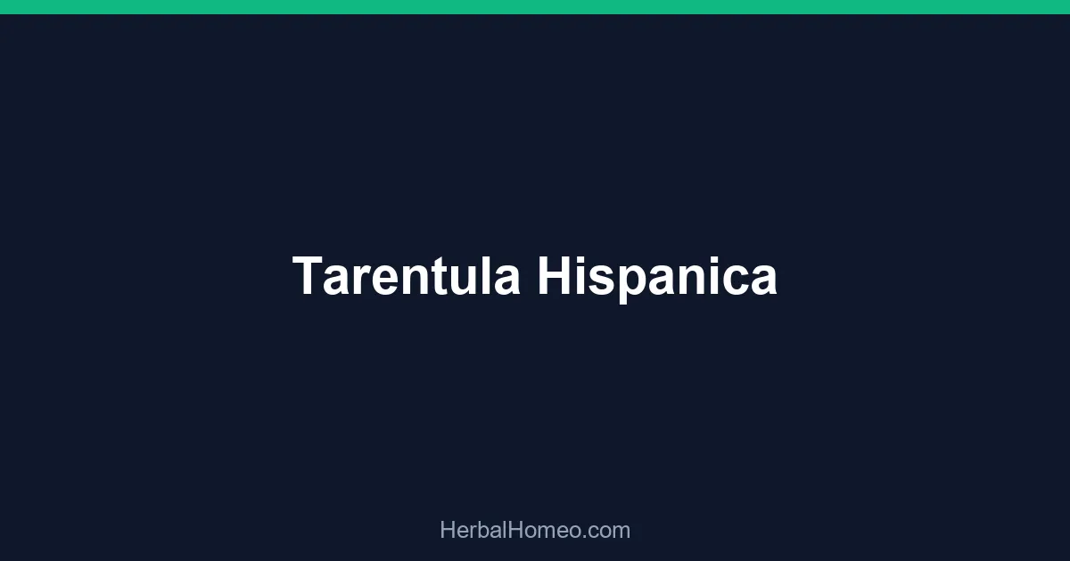 Tarentula Hispanica