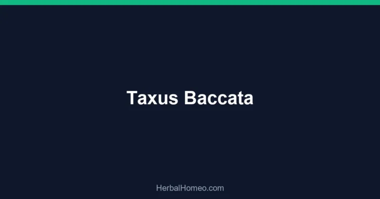 Taxus Baccata