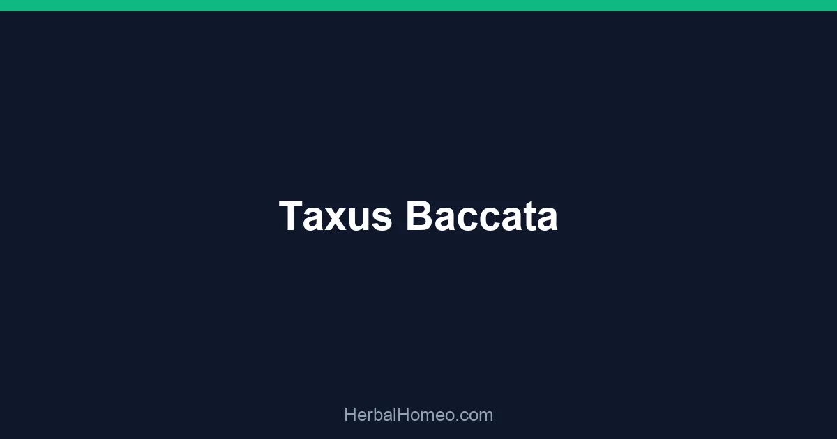 Taxus Baccata