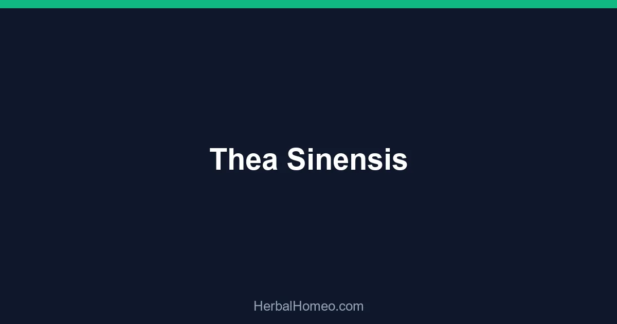 Thea Sinensis