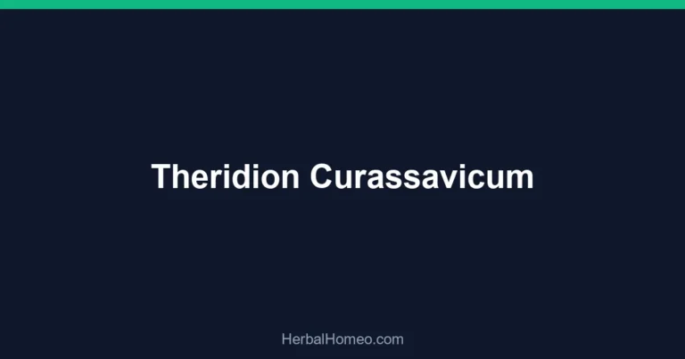 Theridion Curassavicum