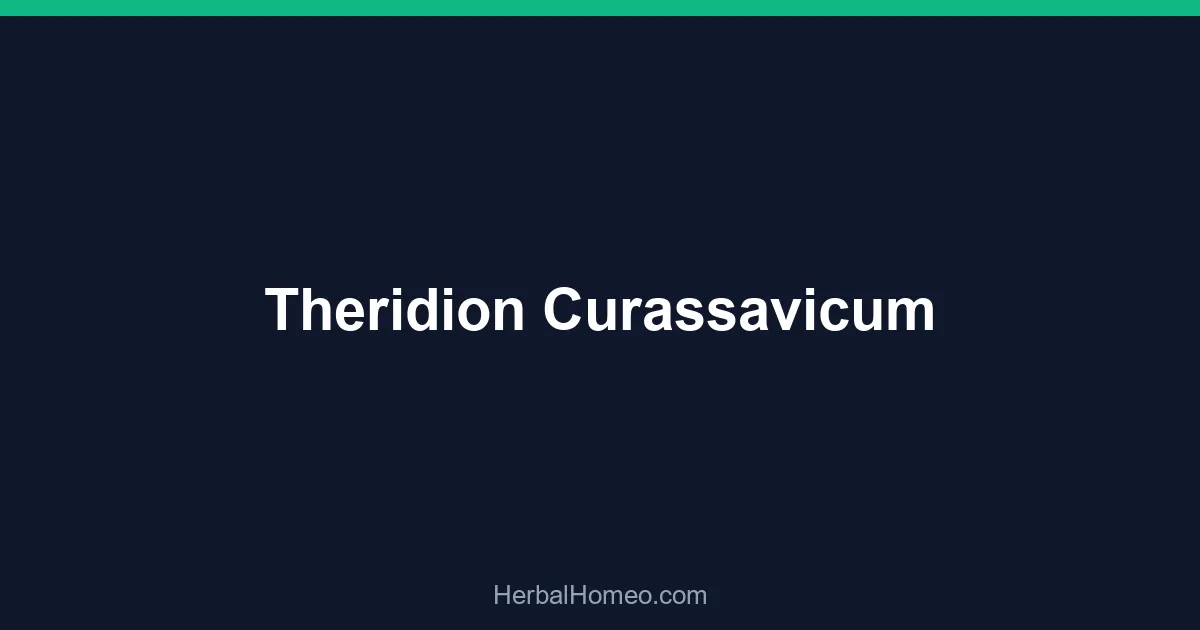 Theridion Curassavicum