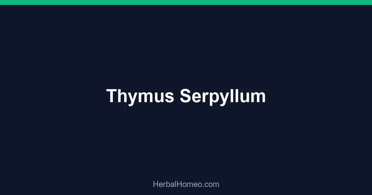 Thymus Serpyllum