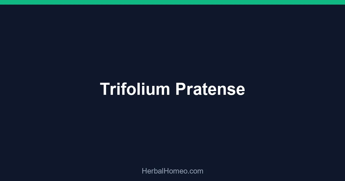 Trifolium Pratense