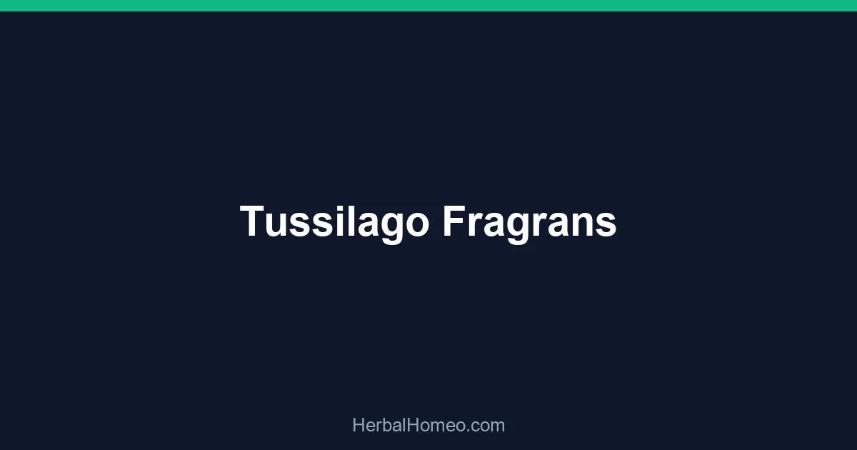 Tussilago Fragrans