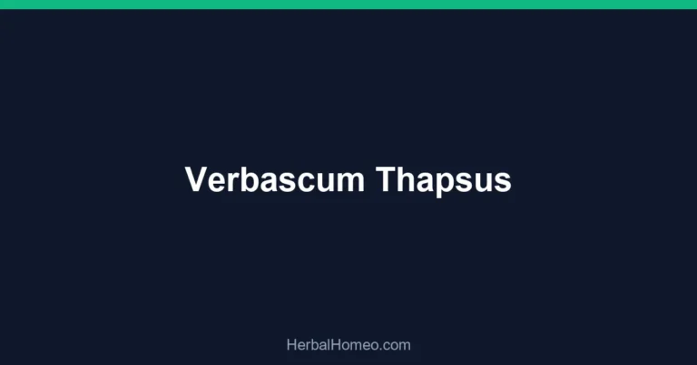 Verbascum Thapsus