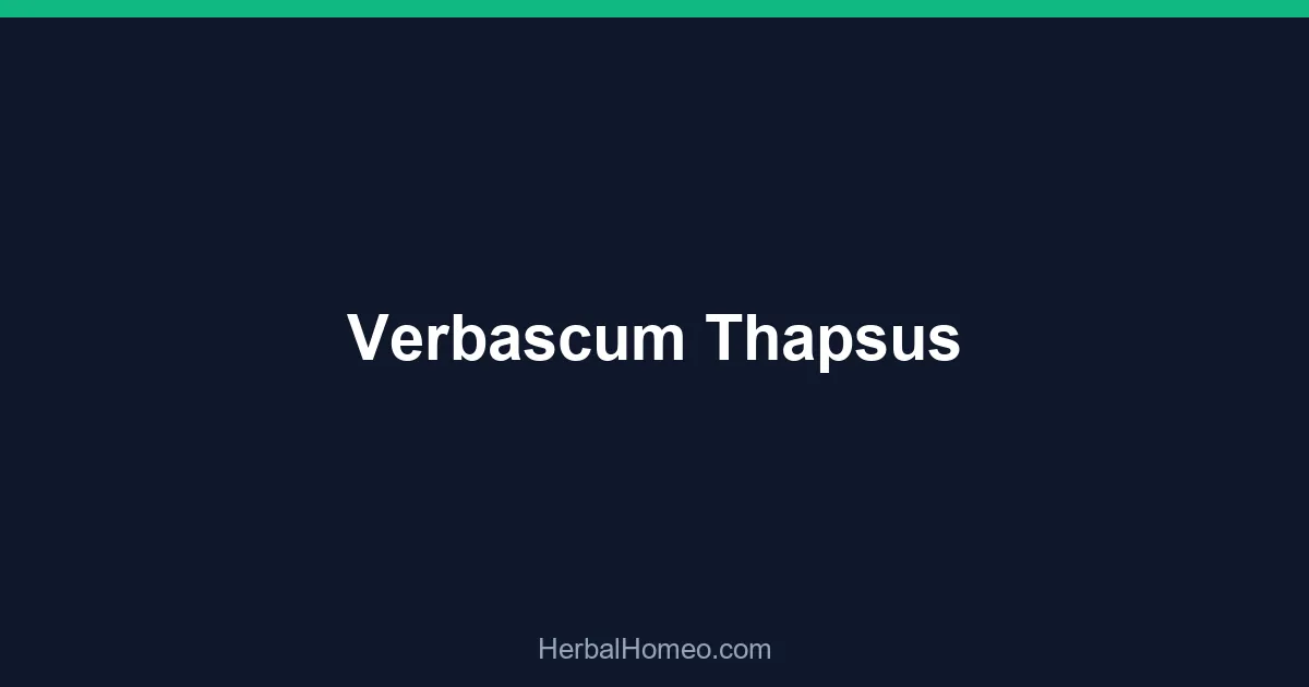 Verbascum Thapsus