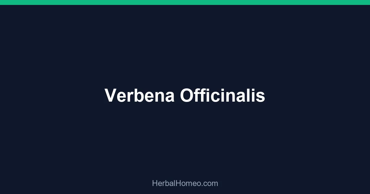 Verbena Officinalis