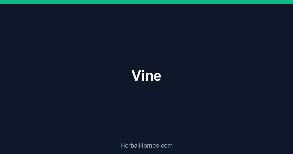 Vine