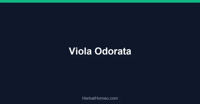 Viola Odorata