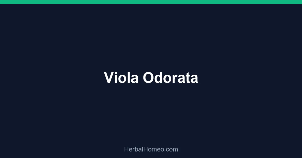 Viola Odorata