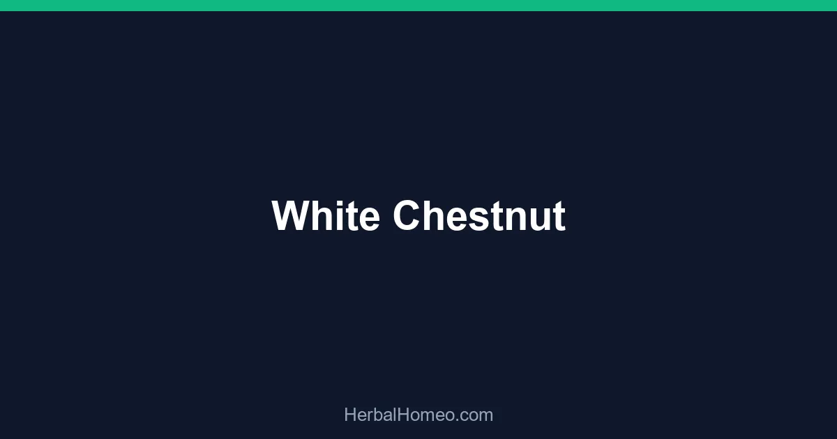 White Chestnut