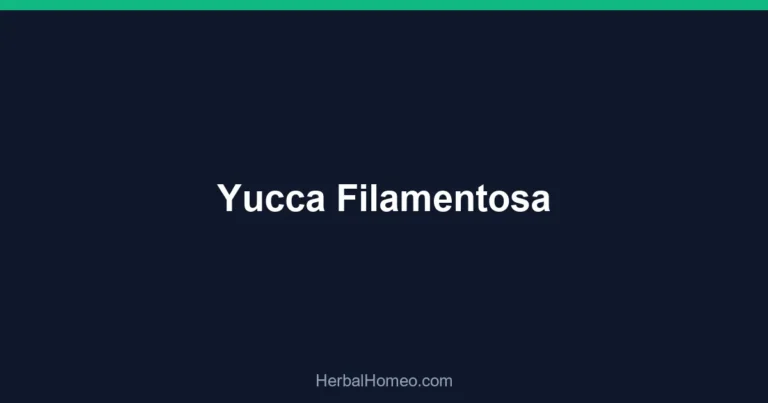 Yucca Filamentosa