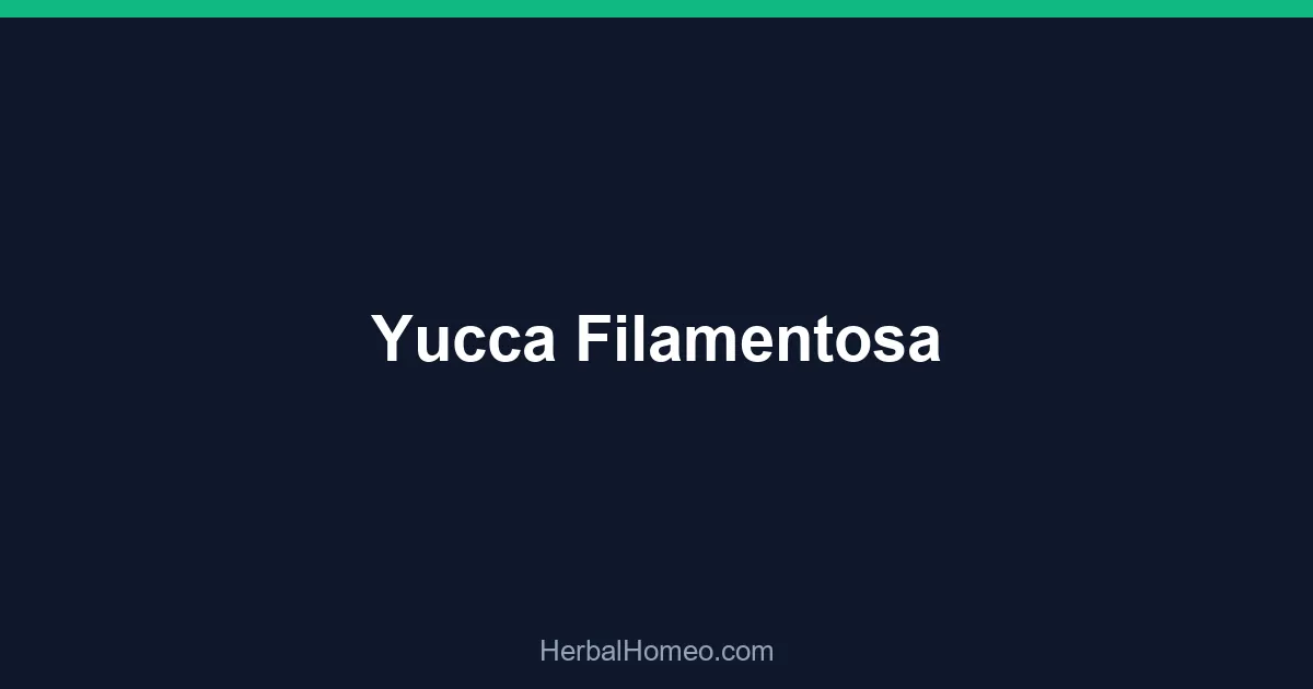 Yucca Filamentosa