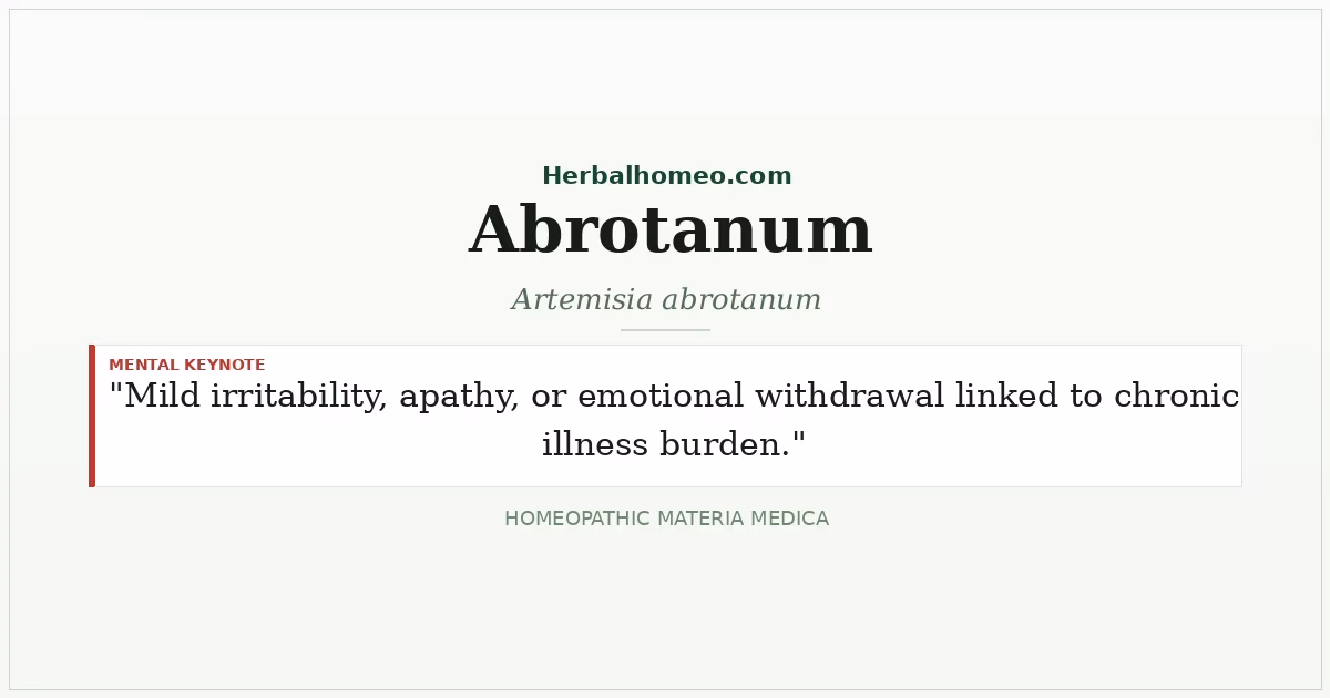 Abrotanum (Artemisia abrotanum)
