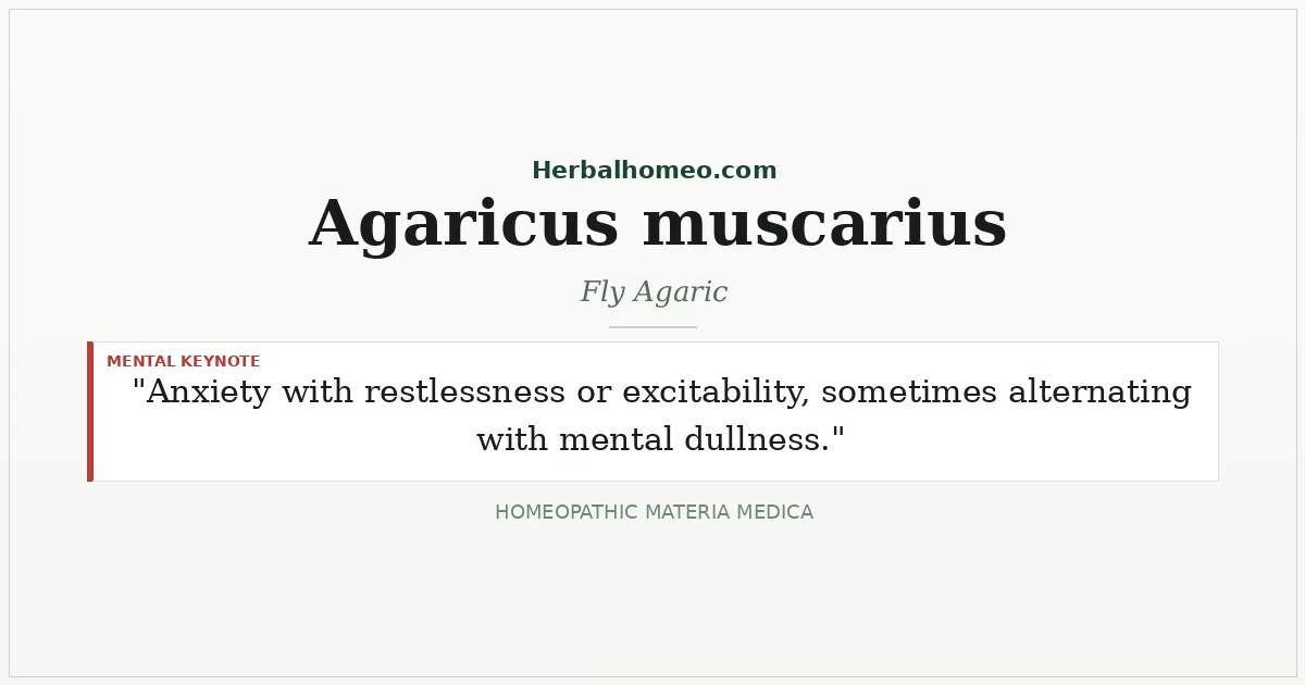 Agaricus muscarius (Fly Agaric)