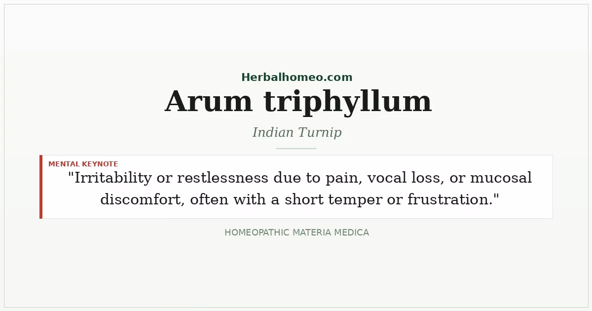 Arum triphyllum (Indian Turnip)