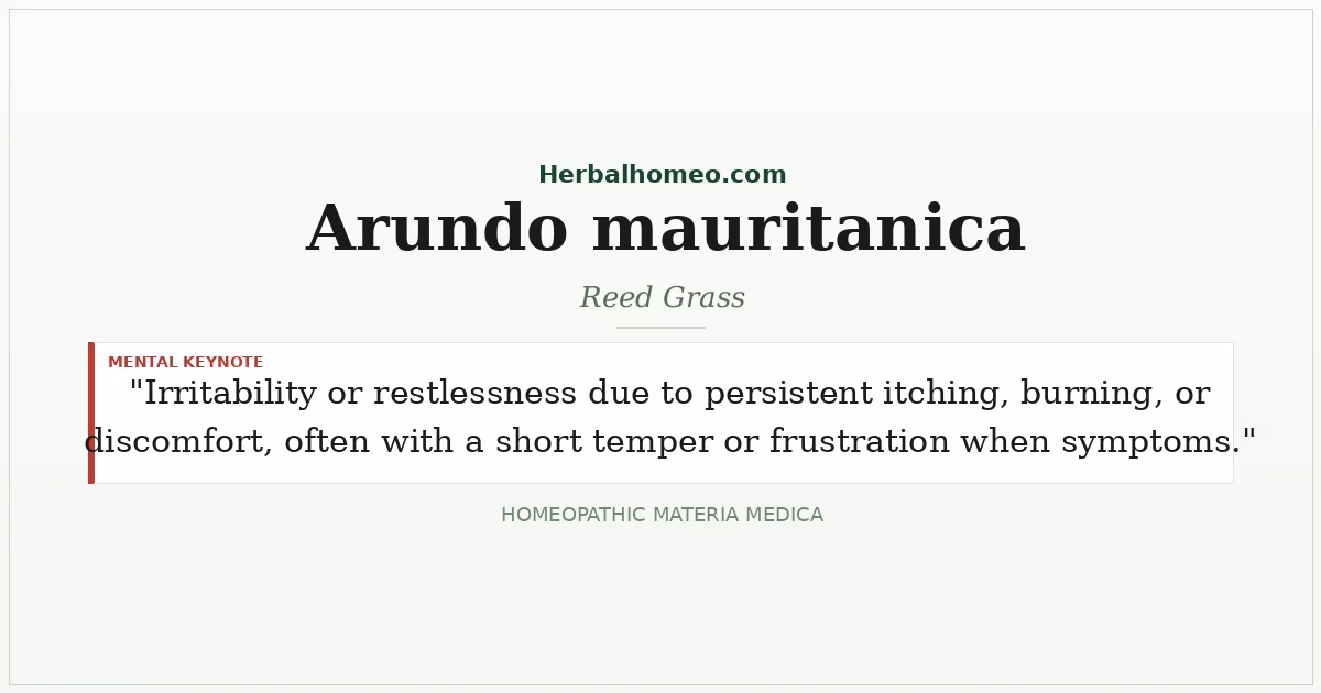 Arundo mauritanica (Reed Grass)