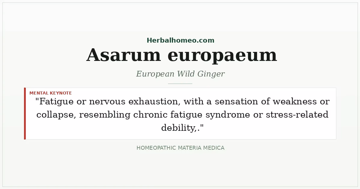 Asarum europaeum (European Wild Ginger)
