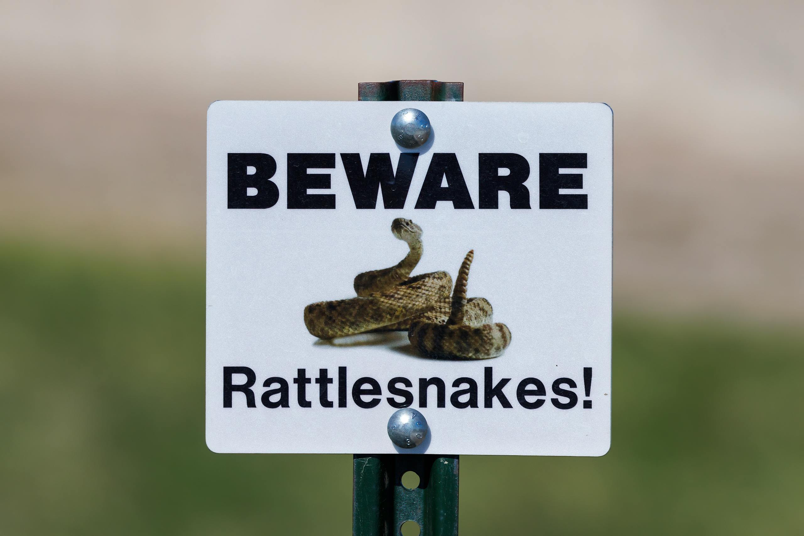 Beware of rattlesnakes sign posted in a grassy area, cautioning travelers.