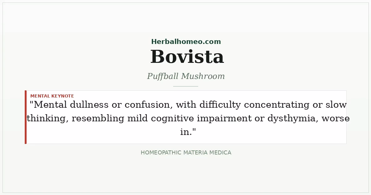 Bovista (Puffball Mushroom)