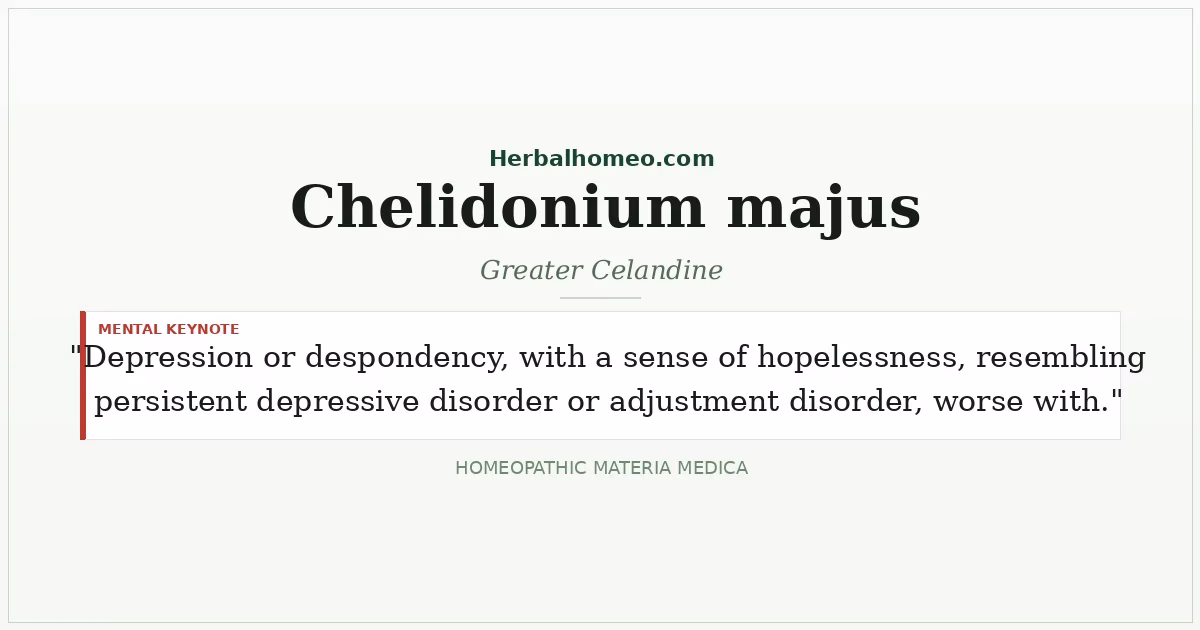 Chelidonium majus (Greater Celandine)