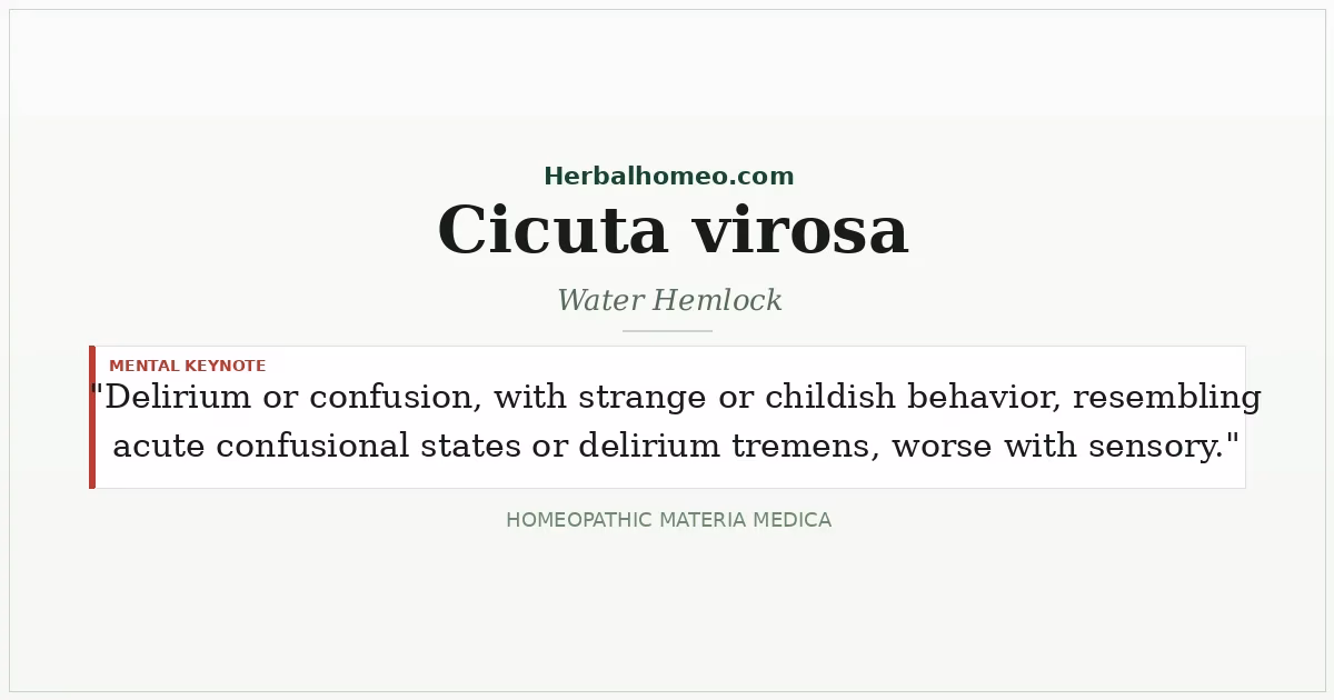 Cicuta virosa (Water Hemlock)