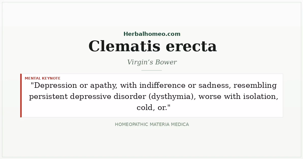 Clematis erecta (Virgin’s Bower)