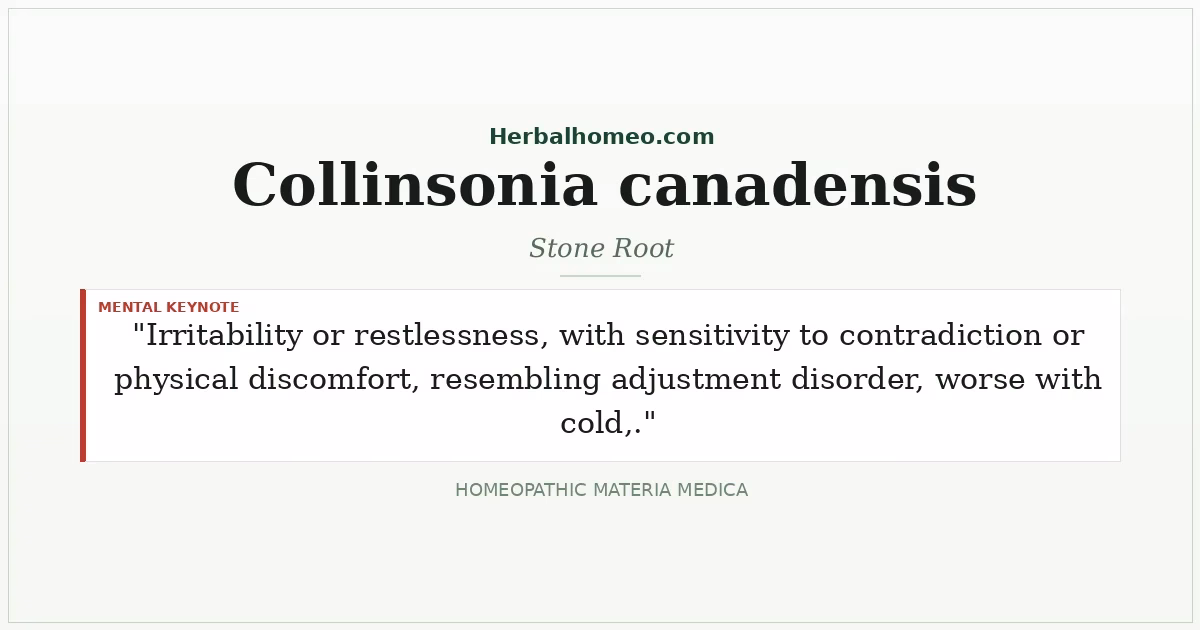Collinsonia canadensis (Stone Root)