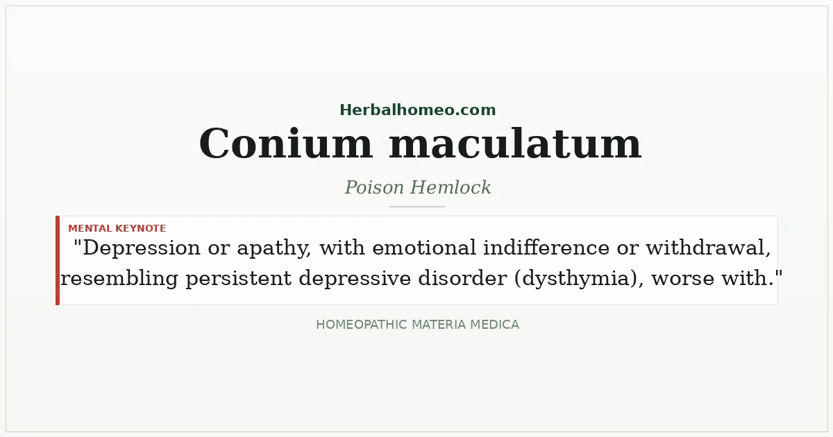 Conium maculatum (Poison Hemlock)