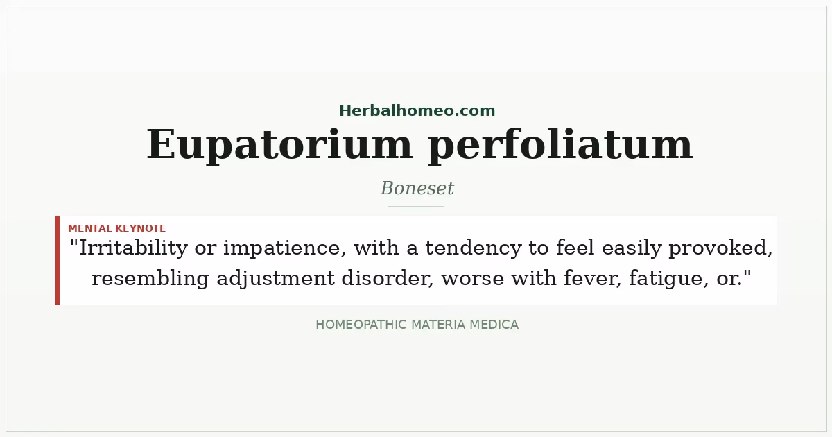 Eupatorium perfoliatum (Boneset)