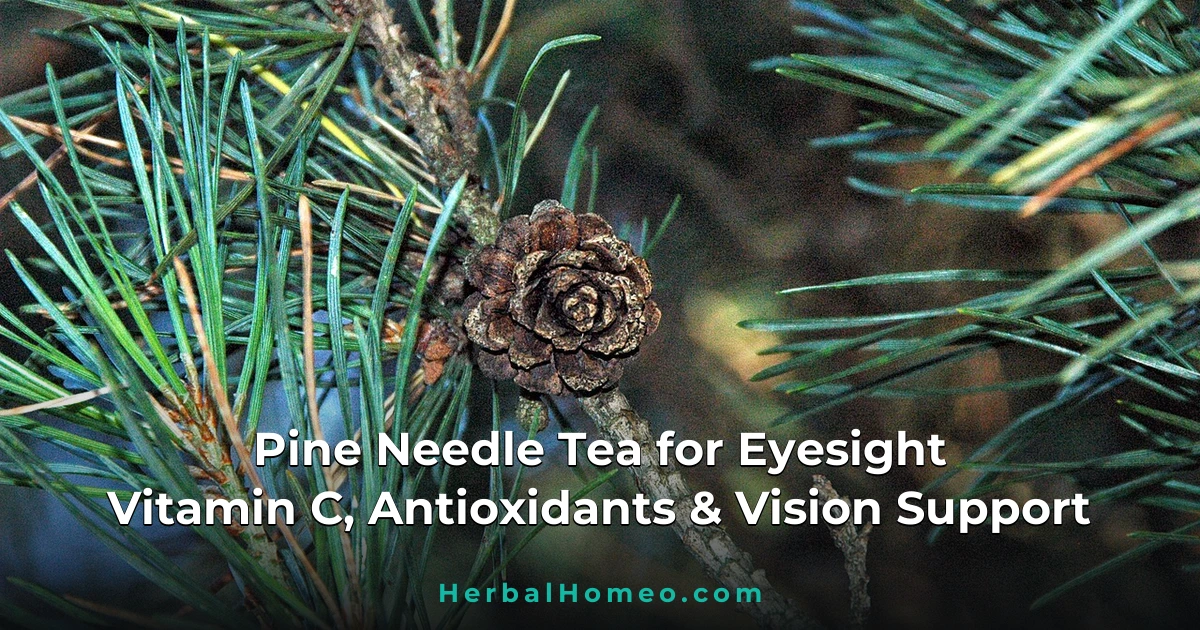 Pine Needle Tea for Eyesight