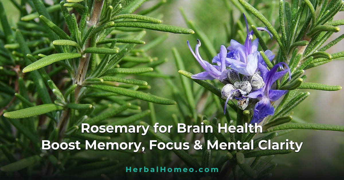 Rosemary: A Natural Boost for Brain Health