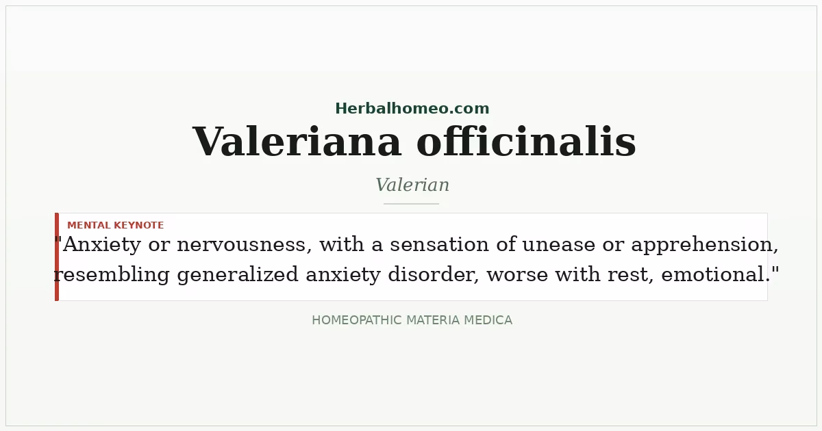 Valeriana officinalis (Valerian)