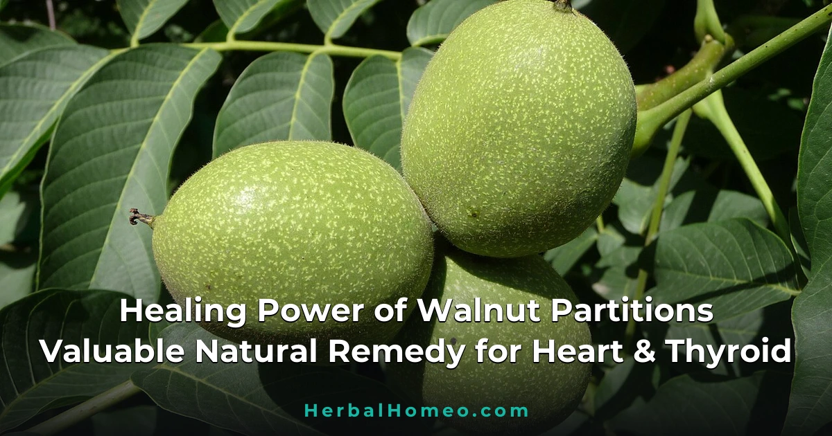 Healing Power of Walnut Partitions